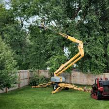 How Our Tree Care Process Works  in Stanley, VA